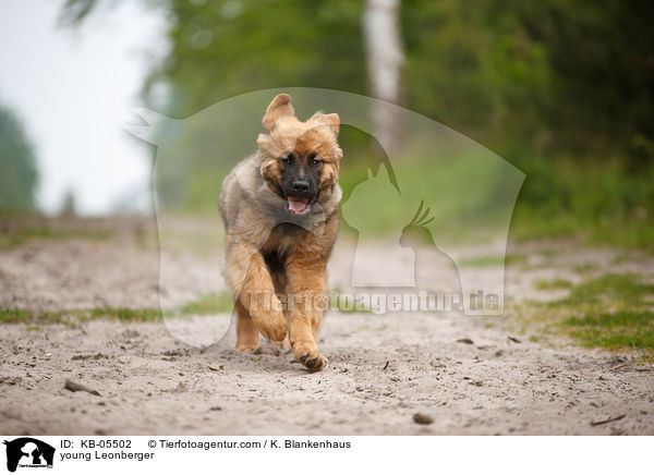 young Leonberger / KB-05502