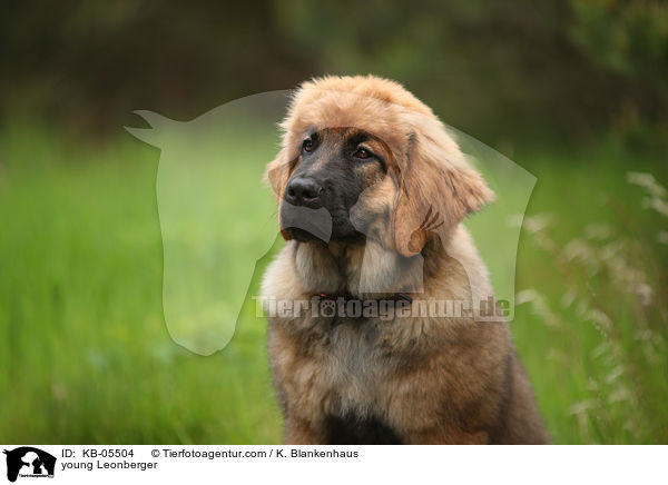 young Leonberger / KB-05504