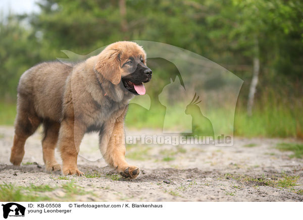 young Leonberger / KB-05508