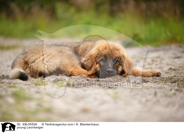 young Leonberger / KB-05509