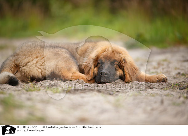 young Leonberger / KB-05511