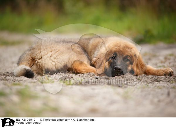 young Leonberger / KB-05512