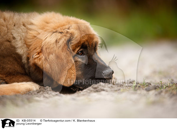 young Leonberger / KB-05514