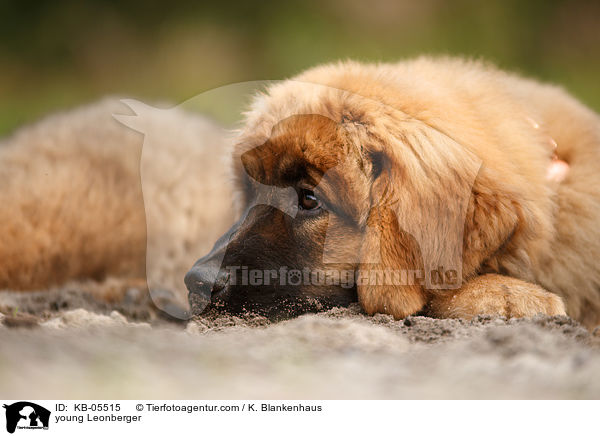 young Leonberger / KB-05515
