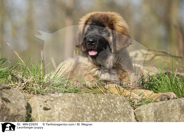 Leonberger puppy / MW-22855