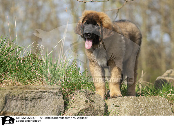 Leonberger puppy / MW-22857