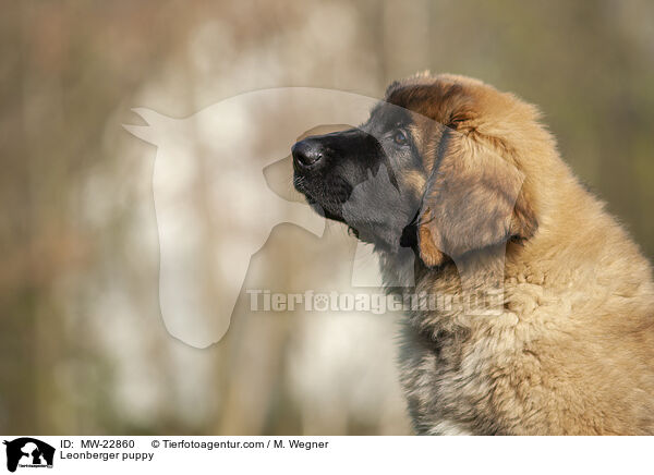 Leonberger puppy / MW-22860