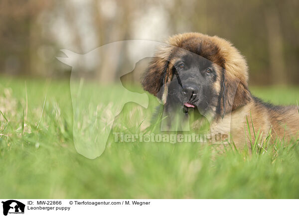 Leonberger puppy / MW-22866