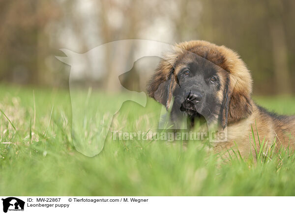 Leonberger puppy / MW-22867