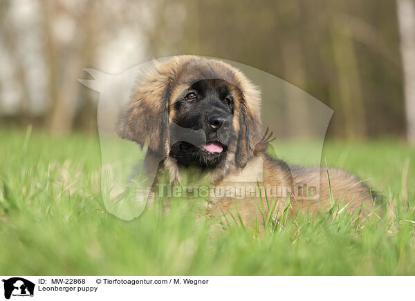 Leonberger puppy / MW-22868