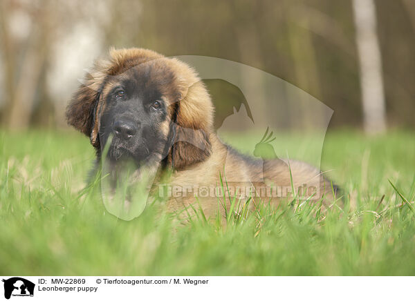 Leonberger puppy / MW-22869