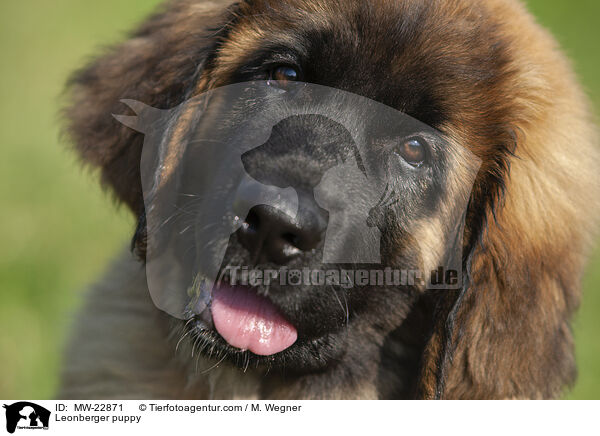 Leonberger puppy / MW-22871