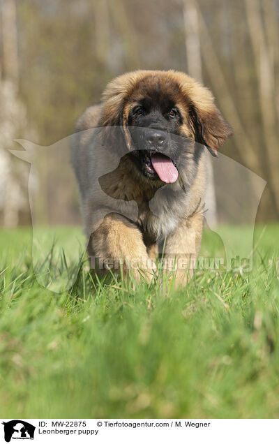 Leonberger puppy / MW-22875