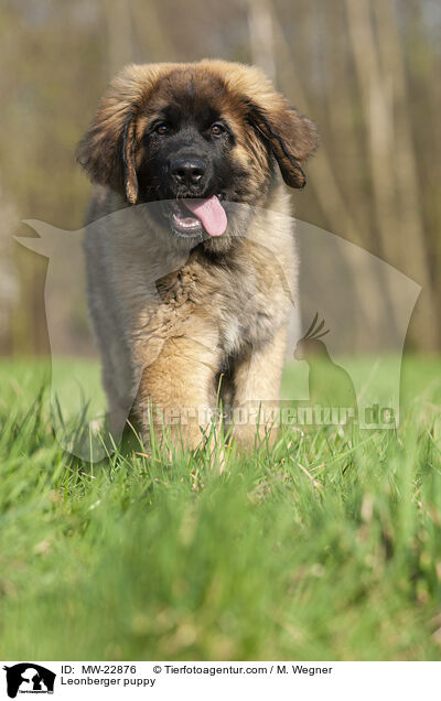 Leonberger puppy / MW-22876