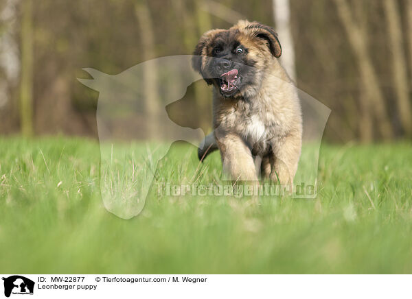 Leonberger puppy / MW-22877