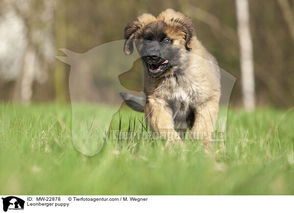 Leonberger puppy / MW-22878