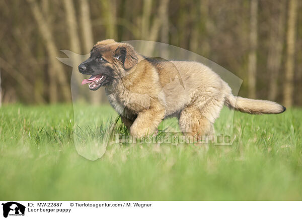 Leonberger puppy / MW-22887
