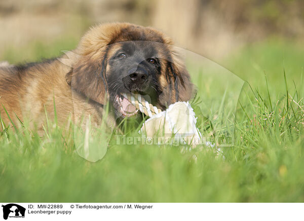Leonberger puppy / MW-22889