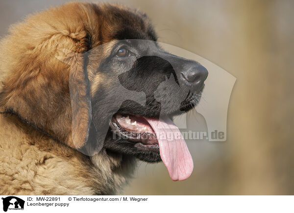 Leonberger puppy / MW-22891