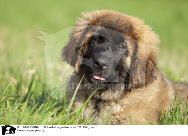 Leonberger puppy / MW-22894