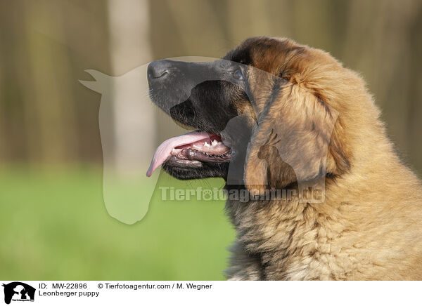 Leonberger puppy / MW-22896
