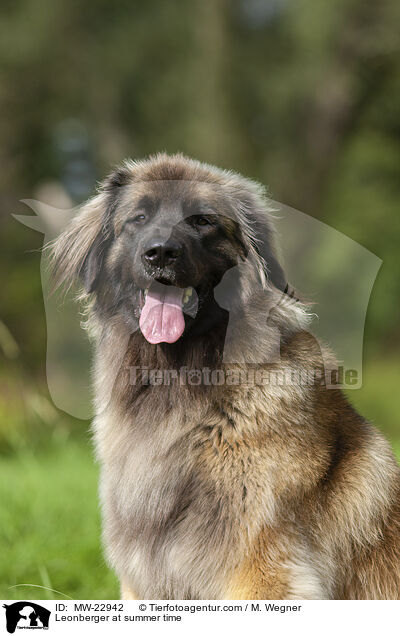 Leonberger at summer time / MW-22942