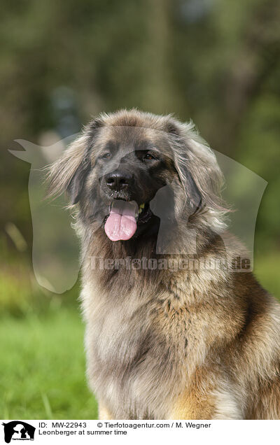 Leonberger at summer time / MW-22943