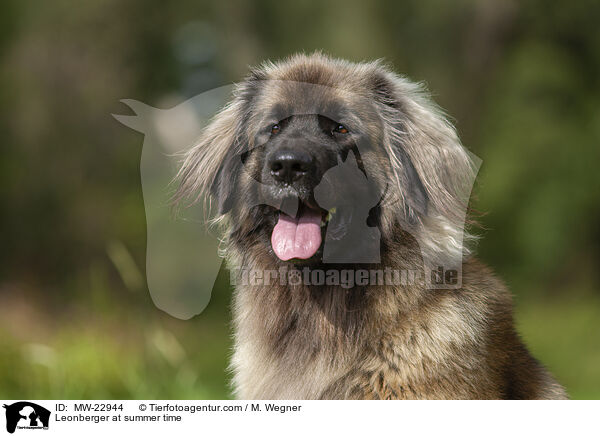 Leonberger at summer time / MW-22944