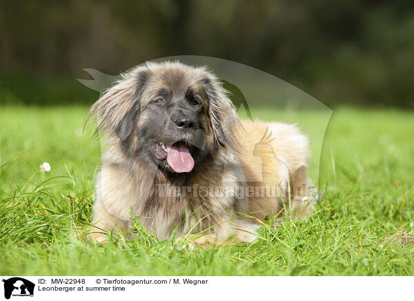 Leonberger at summer time / MW-22948