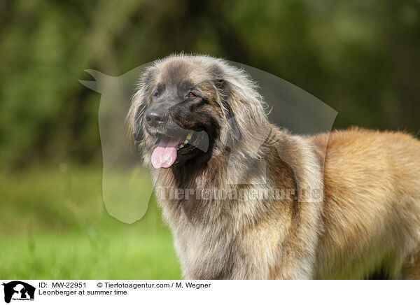 Leonberger at summer time / MW-22951