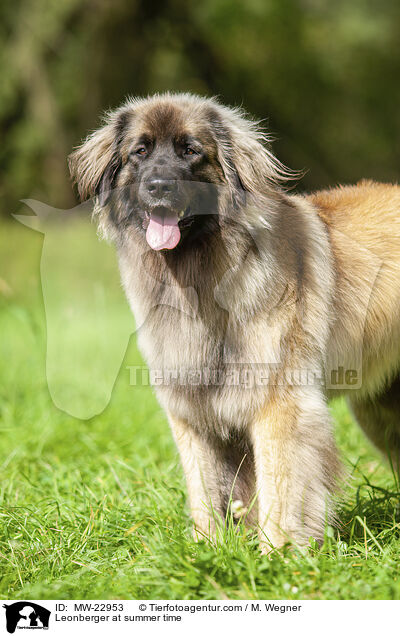 Leonberger at summer time / MW-22953