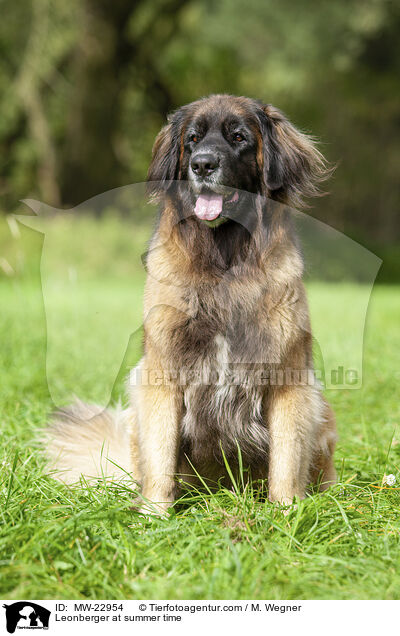 Leonberger at summer time / MW-22954