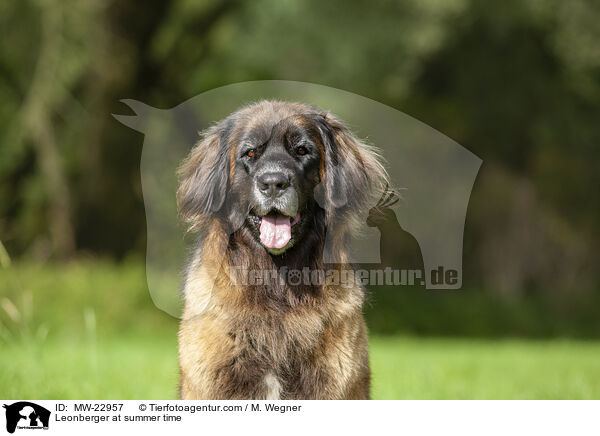 Leonberger at summer time / MW-22957