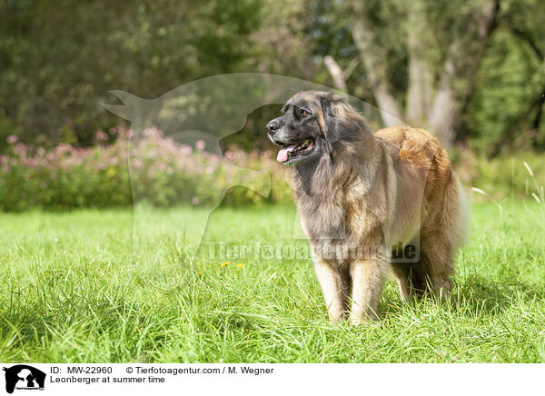 Leonberger at summer time / MW-22960