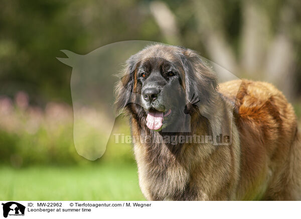 Leonberger at summer time / MW-22962