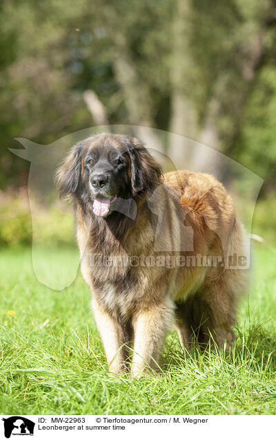 Leonberger at summer time / MW-22963