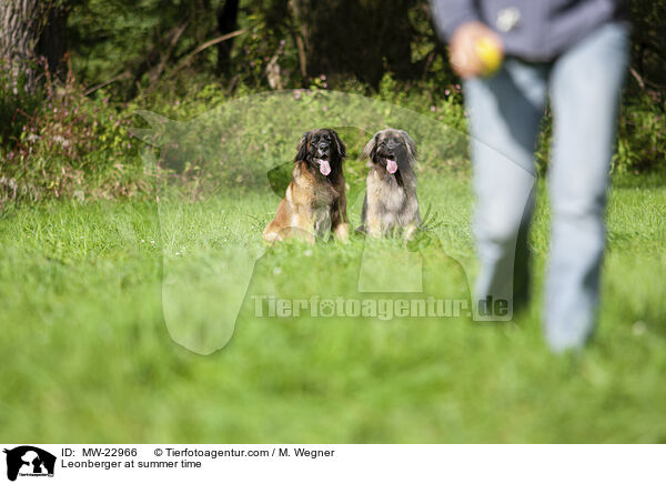 Leonberger at summer time / MW-22966