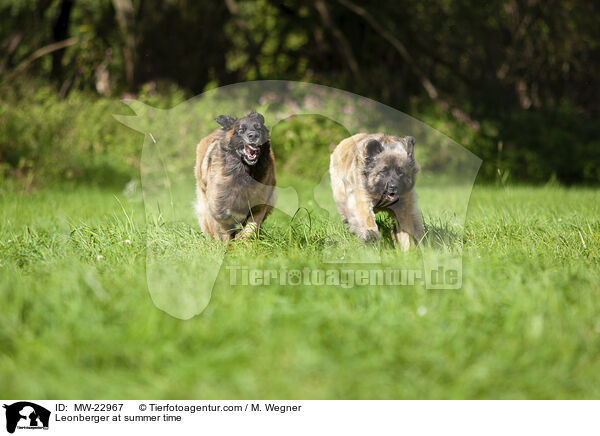 Leonberger at summer time / MW-22967