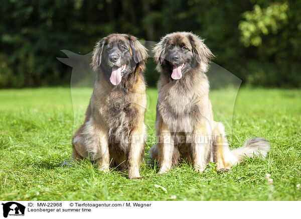 Leonberger at summer time / MW-22968