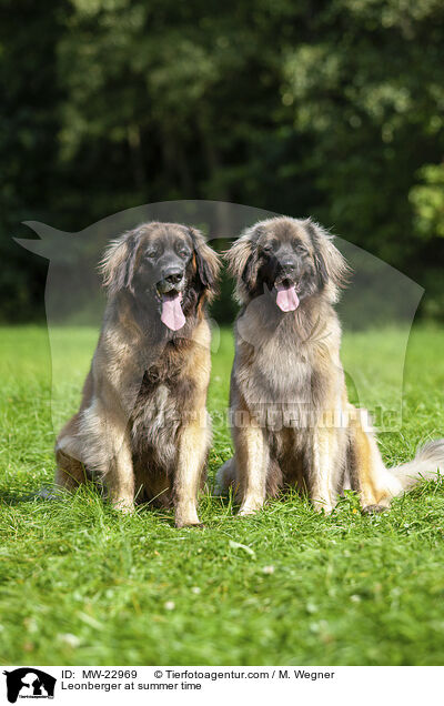 Leonberger at summer time / MW-22969