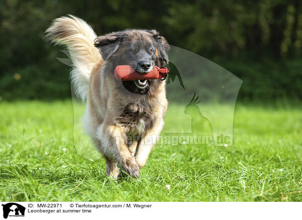 Leonberger at summer time / MW-22971