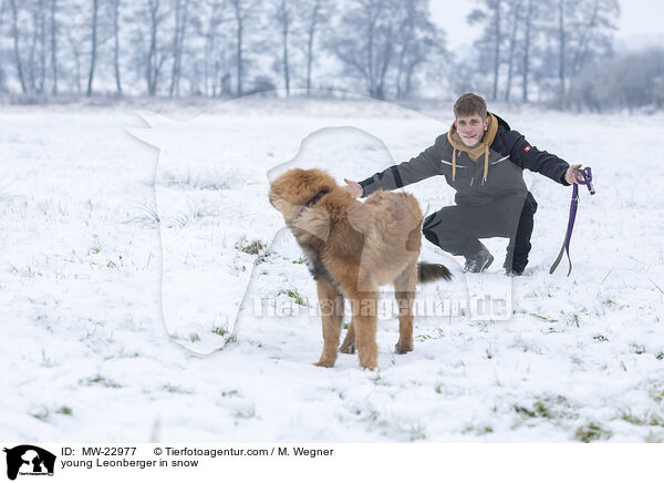 young Leonberger in snow / MW-22977