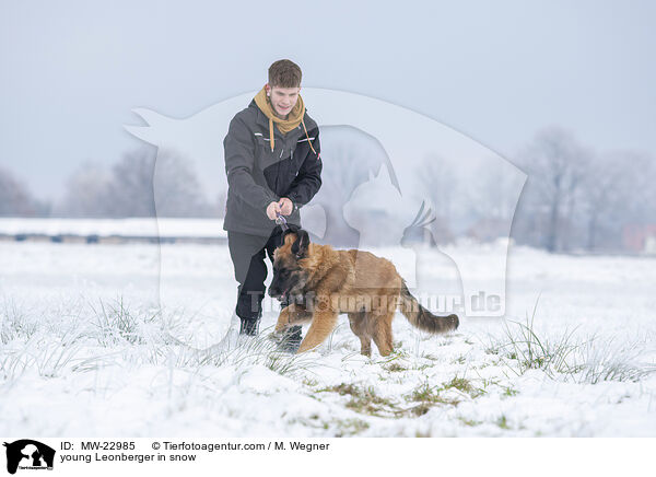 young Leonberger in snow / MW-22985