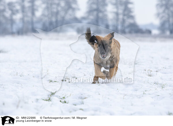 young Leonberger in snow / MW-22986