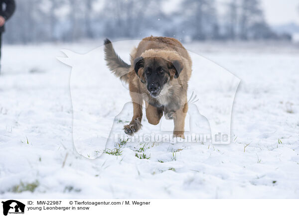 young Leonberger in snow / MW-22987