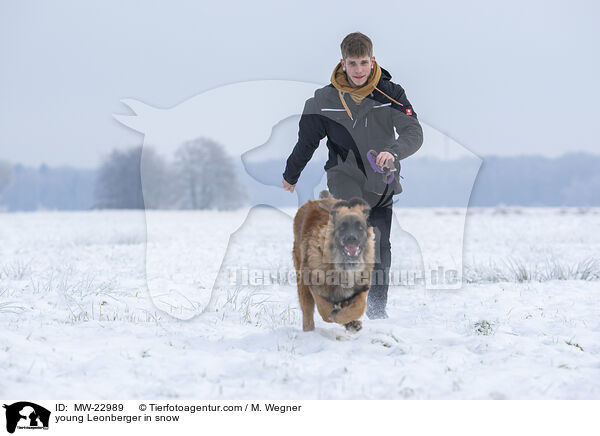 young Leonberger in snow / MW-22989