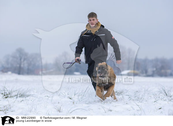 young Leonberger in snow / MW-22990
