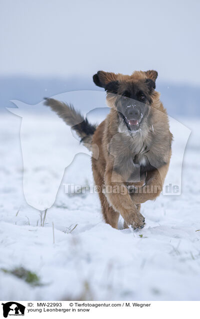 young Leonberger in snow / MW-22993