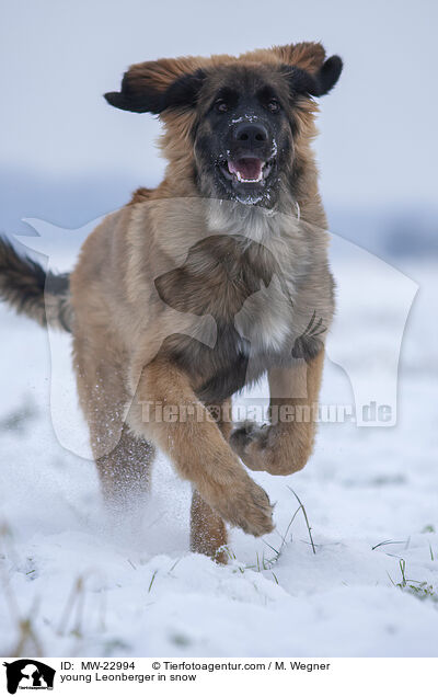 young Leonberger in snow / MW-22994