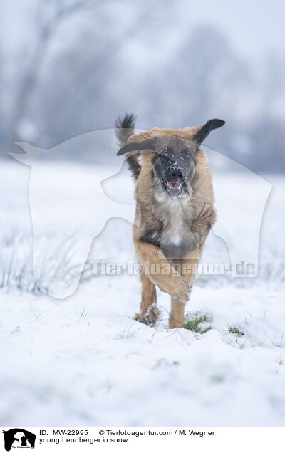young Leonberger in snow / MW-22995